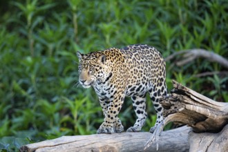 Jaguar (Panthera onca) Pantanal Brazil