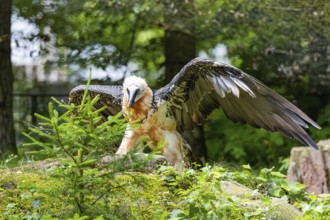 Bearded vulture (Gypaetus barbatus) captive Germany
