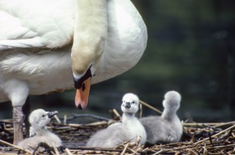 Mute swan. Cygnus olor. swan and new born cygnets stand on the nest. Forest of La Wantzenau. Region