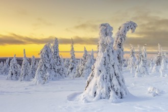 Tykky forest, snow covered spruce trees on the taiga at sunrise in winter, Riisitunturi National