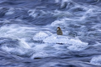 Northern white-throated dipper (Cinclus cinclus cinclus) foraging along frozen stream in winter,