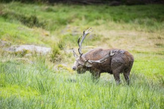 Red deer (Cervus elaphus) Rutting behaviour captive Germany