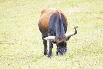 Auerochs (Heck cattle) Germany