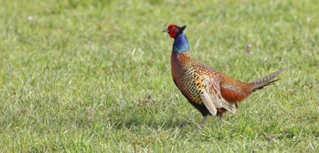 Pheasant, hunting pheasant (Phasianus colchicus), adult male bird in a meadow, wildlife, Lembruch,