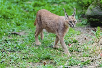 A Caracal (Caracal caracal) runs across a green meadow