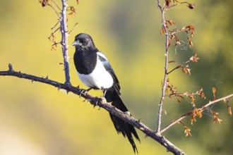 Magpie (Pica pica) Germany