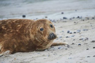 Grey seal (Halichoerus grypus), portrait, on the beach, Düne, Helgoland, Schleswig-Holstein,