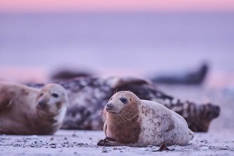 Grey seal (Halichoerus grypus) lying on the beach at sunset, Düne, Helgoland, Schleswig-Holstein,