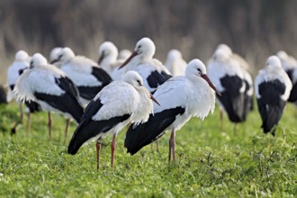 White storks (Ciconia ciconia), large flock standing in a meadow, Flachsee, Canton Aargau,