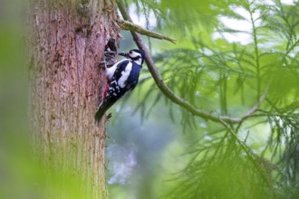 Great spotted woodpecker (Dendrocopos major), female feeds almost fledged young bird in the