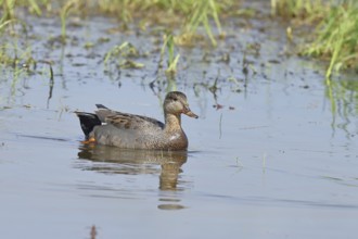 Gadwall (Mareca strepera), male, swimming on bog pond, spring, wildlife, Hüde, Ochsenmoor, Dümmer