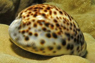 Shell of tiger cowrie (Cypraea tigris) Kauri on coral block of small polyp stony coral (Acropora),