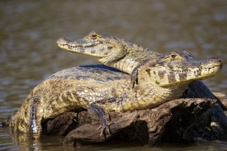Spectacled caiman (Caiman crocodilius) Panatanal Brazil