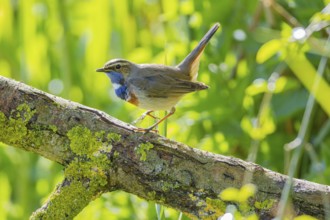 Bluethroat (Luscinia svecica cyanecula) Male Germany