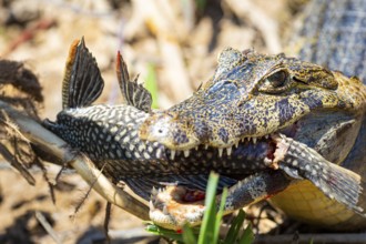 Spectacled caiman (Caiman crocodilius) Panatanal Brazil