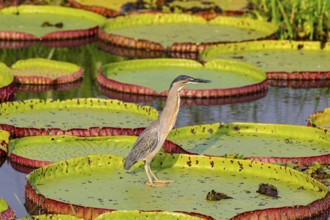 Mongrove Heron (Butorides striatus) Pantanal Brazil