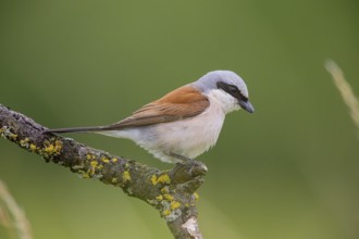 Red-backed shrike (Lanius collurio) ml Germany