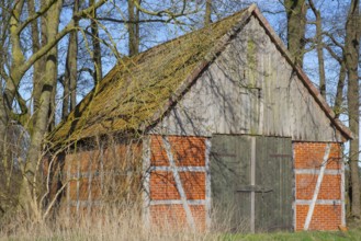 A half-timbered barn stands in a grove, Wildeshauser Geest, Bassum, Diepholz, Lower Saxony,