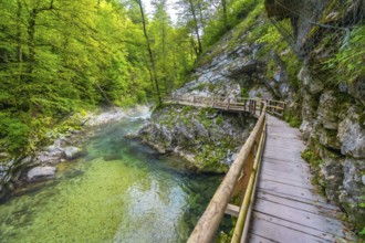 Lush green foliage surrounds a wooden walkway over a clear river in vintgar gorge, a popular