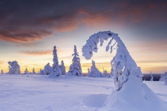 Tykky forest, snow covered spruce trees on the taiga at sunset in winter, Riisitunturi National