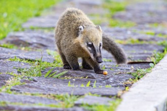 South American coati (nasua nasua) Pantanal Brazil
