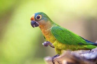 Peach-fronted conure (Aratinga aurea) Pantanal Brazil