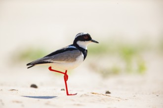 Cayenne plover (Vanellus cayanus) Pantanal Brazil