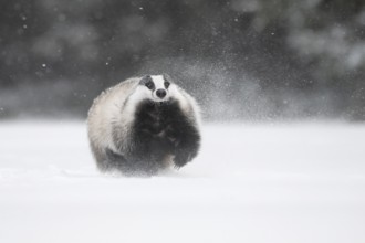Badger in the snow, Wittlich, Rhineland-Palatinate, Germany, Europe