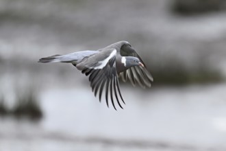 Wood pigeon (Columba palumbus), in flight, Texel, West Frisian Island, province of North Holland,