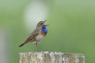 Bluethroat (Luscinia svecica cyanecula), male, singing on a pasture fence post, wildlife, Lembruch,