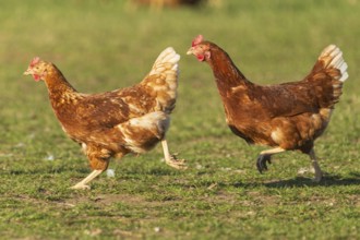 Two brown chickens running across a green field in the sunlight, domestic chicken,