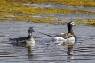 Long-tailed duck (Clangula hyemalis, Anas hyemalis) pair, female and male in breeding plumage