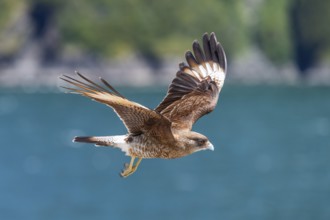 Peregrine Falcon (Falco peregrinus) in flight with outstretched wings near Caleta Gonzalo,
