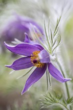 Pasque flower (Pulsatilla vulgaris), Emsland, Lower Saxony, Germany, Europe