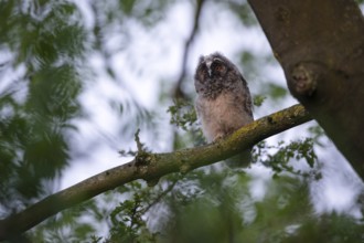 Long-eared owl (Asio otus), young bird, nest fledgling, Bottrop, Ruhr area, North Rhine-Westphalia,