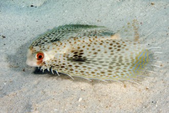 Underwater photo close-up of Oriental Flyingcock (Dactylopterus orientalis) swimming over sandy