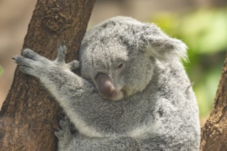 Koala (Phascolarctos cinereus) sitting on a tree, captive, distribution South Australia, Australia,