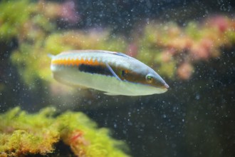 Mediterranean rainbow wrasse (Coris julis) under water, captive, Germany, Europe