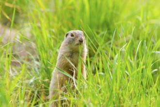 European ground squirrel (Spermophilus citellus) on a meadwo, Bavaria, Germany, Europe