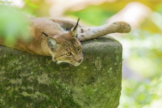 Eurasian lynx (Lynx lynx) lying in a forest, Bavaria, Germany, Europe