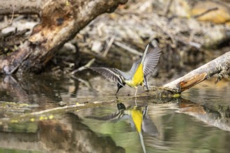 Grey wagtail (Motacilla cinerea) Germany