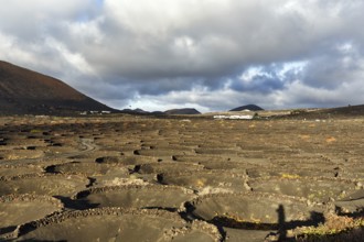 Viticulture on volcanic soil, protective walls for vines, crater, typical landscape with volcanic