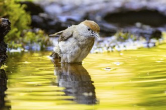 Blackcap (Sylvia atricapilla) wbl while bathing Germany