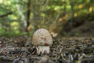 Young pearl mushroom or reddish bead mushroom (Amanita rubescens), Switzerland, Europe