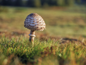 Parasol mushroom, Parasol or giant umbrella mushroom (Macrolepiota procera), Switzerland, Europe