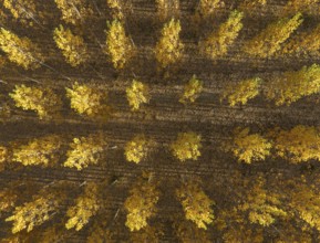 European Aspen (Populus tremula) in autumnal colours. Cultivated for timber. Aerial view. Drone