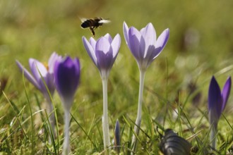 Crocus blossom with bee, Germany, Europe