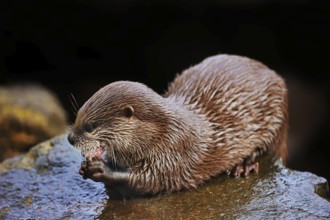 Dwarf otter or oriental small-clawed otter (Aonyx cinerea), adult, feeding, captive, occurring in