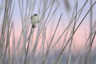 Reed warbler (Acrocephalus schoenobaenus), male on reeds, Lake Neusiedl National Park, Seewinkel,