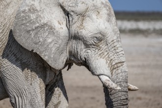 African elephant (Loxodonta africana), male, animal portrait, Nebrowni waterhole, Etosha National
